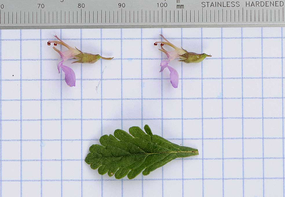 Teucrium chamaedris