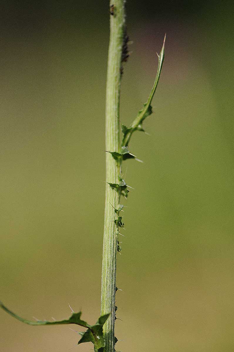 Carduus nutans subsp. leiophyllus (=macrolepis) / Cardo rosso con squame grandi