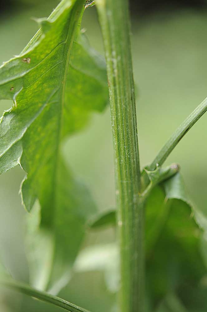 Cirsium arvense