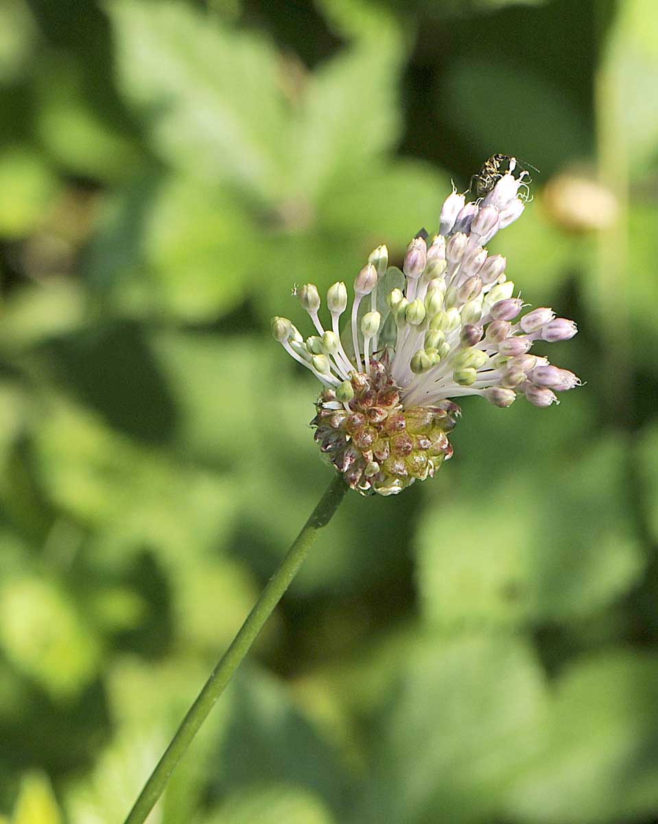 Allium vineale / Aglio delle vigne