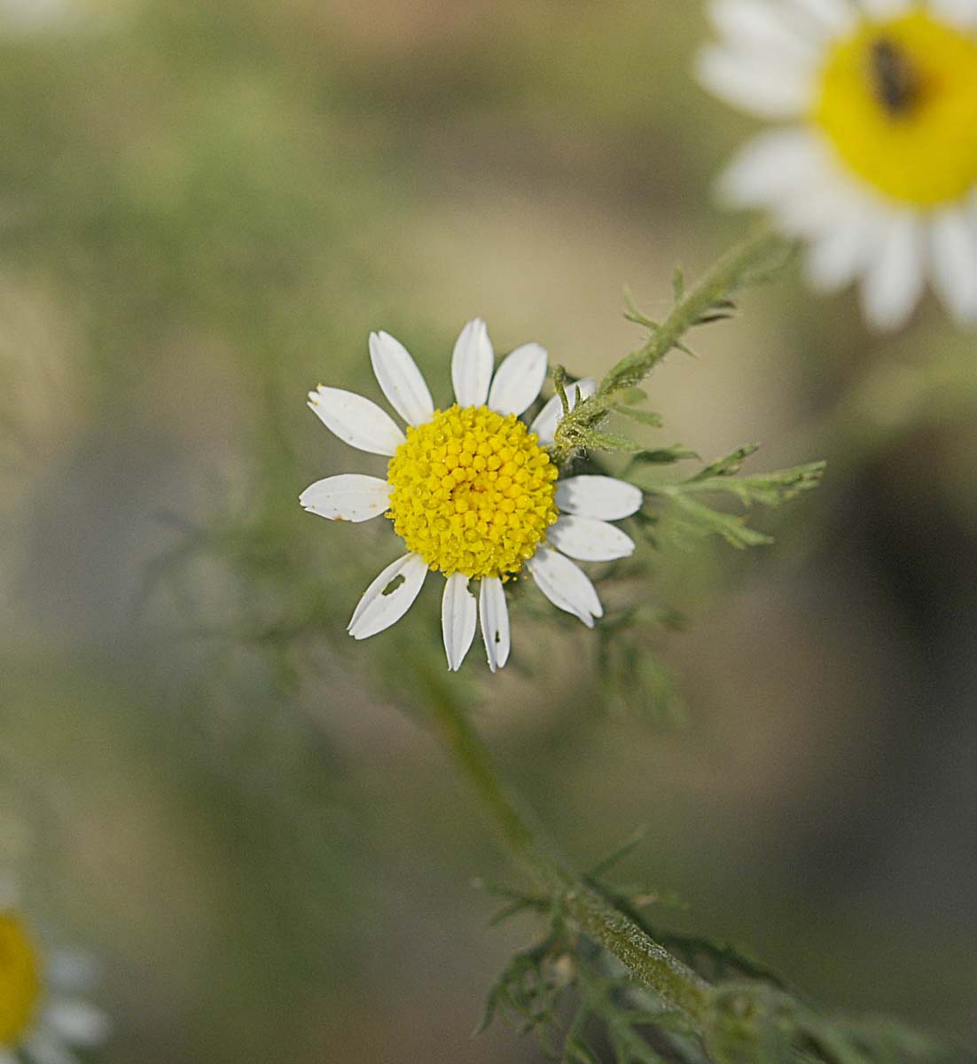 Matricaria chamomilla