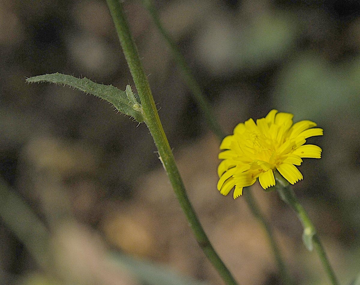 Picris hieracioides