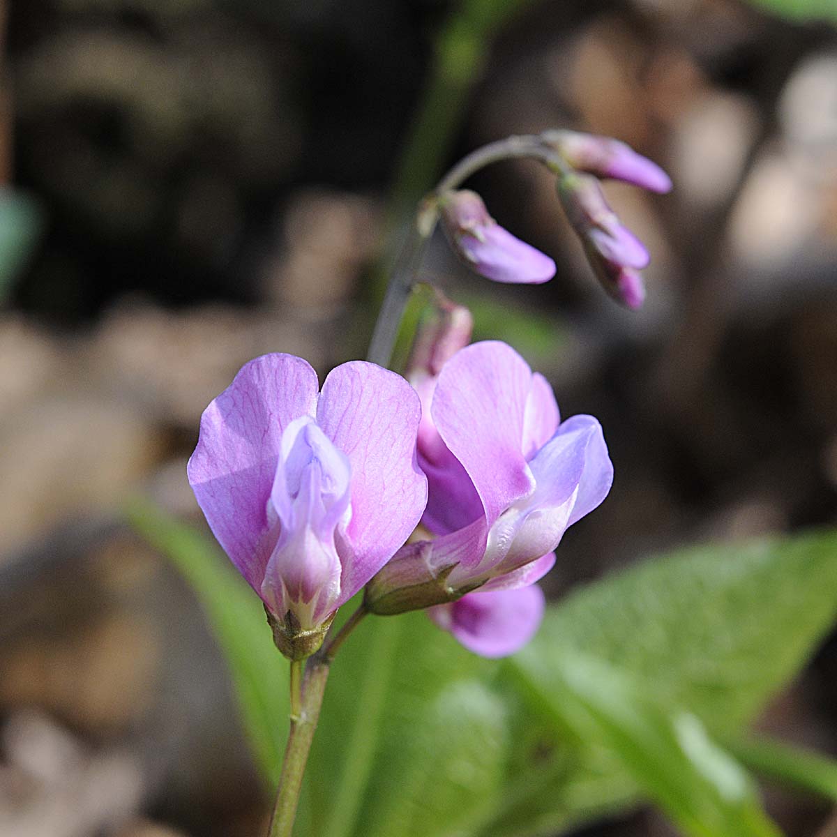 Lathyrus vernus / Cicerchia primaticcia