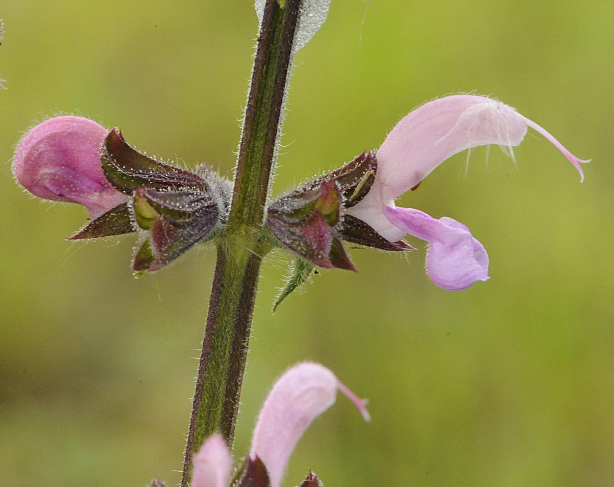 Salvia... rosa - Salvia pratensis L.