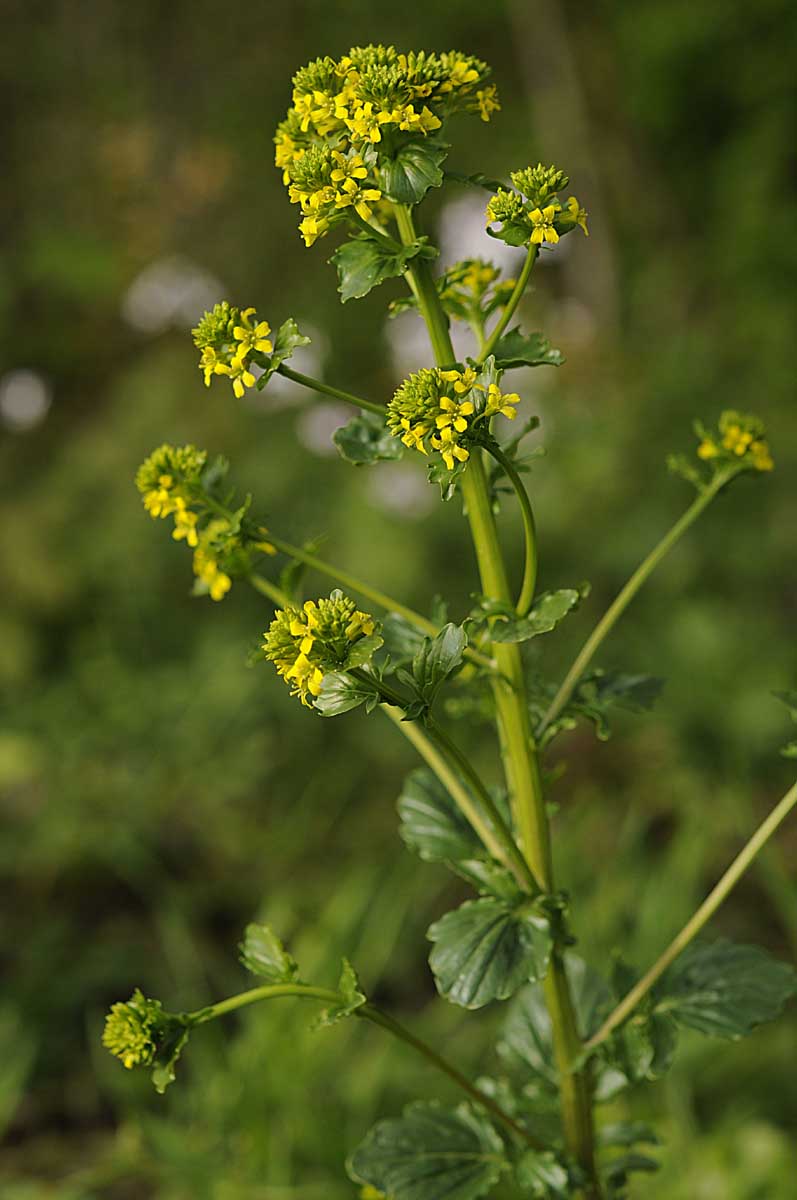 Barbarea vulgaris / Erba di Santa Barbara comune