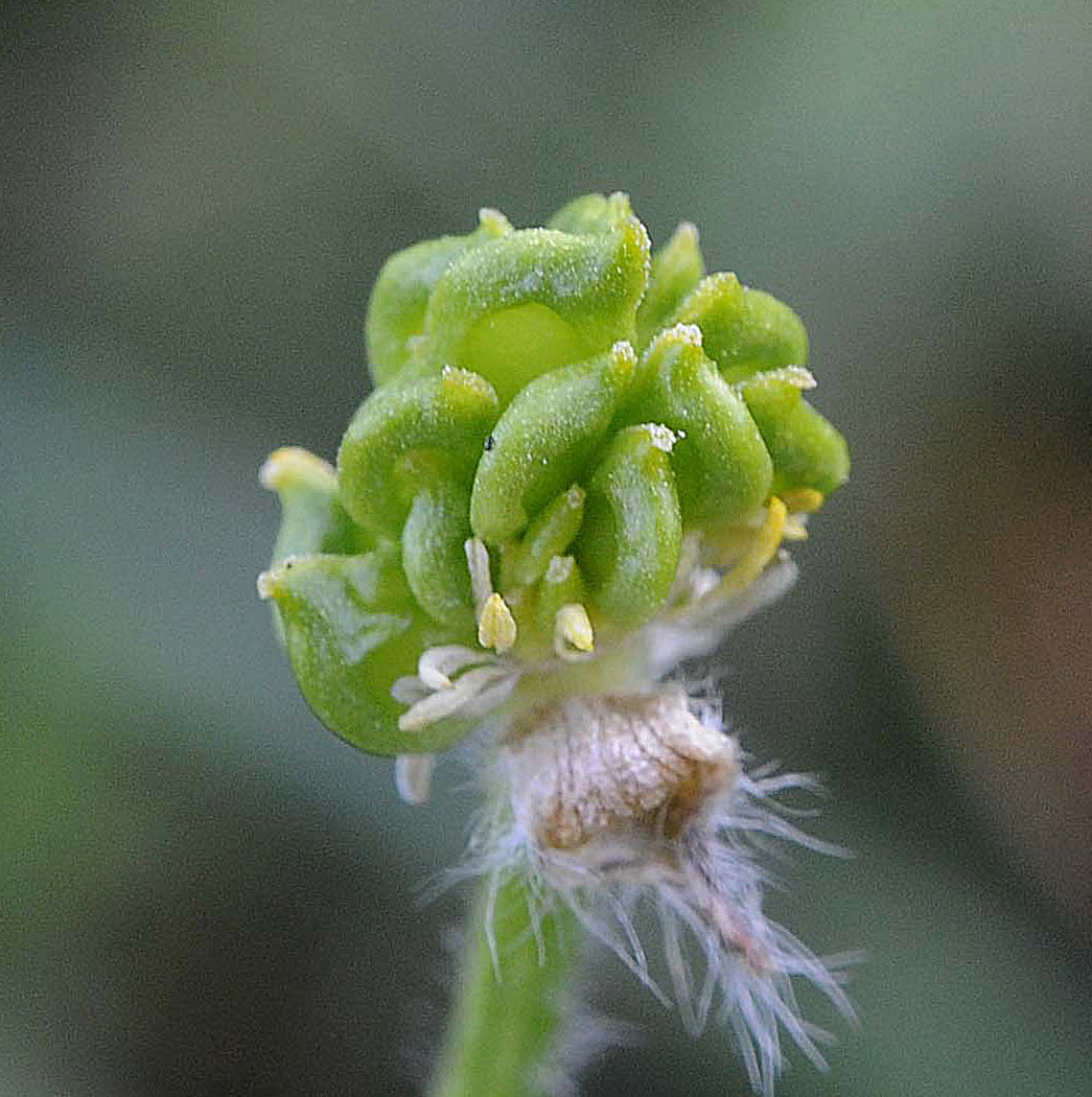 Ranunculus bulbosus / Ranuncolo bulboso