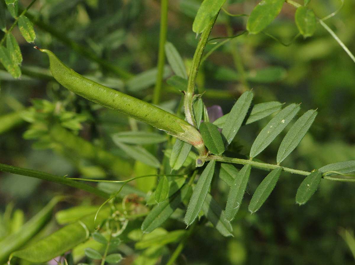 Vicia sativa subsp nigra