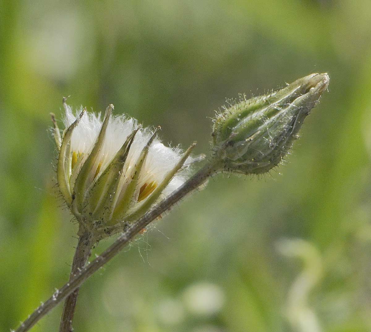 Crepis sancta