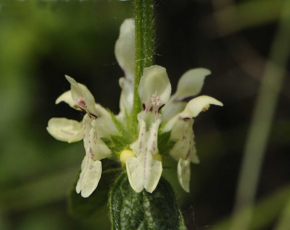 Stachys recta s.l.