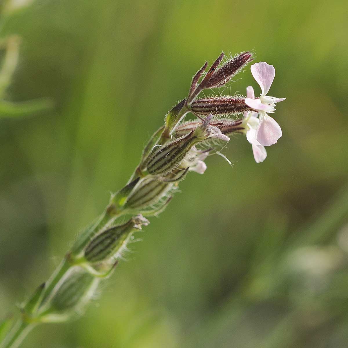 Silene gallica