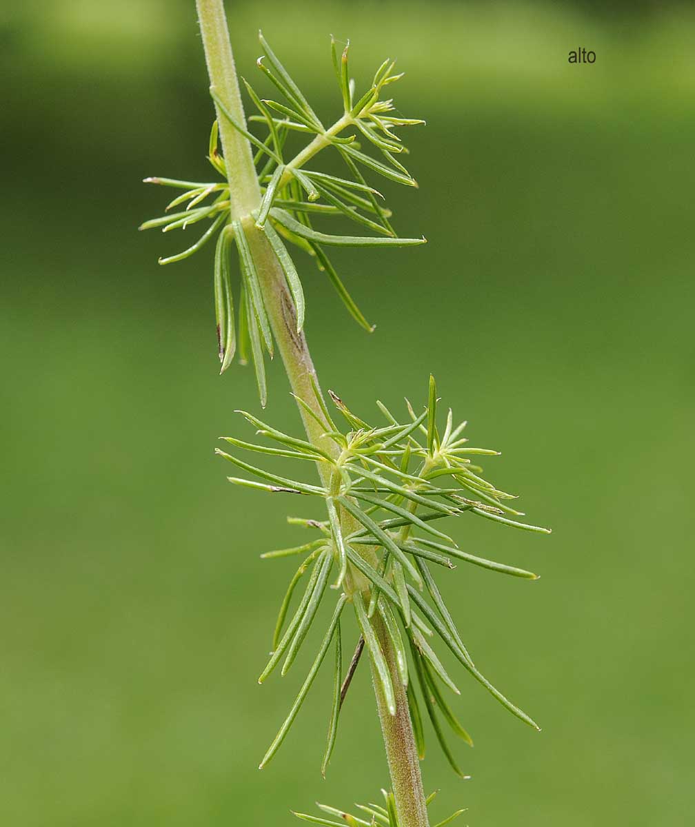 Galium verum?