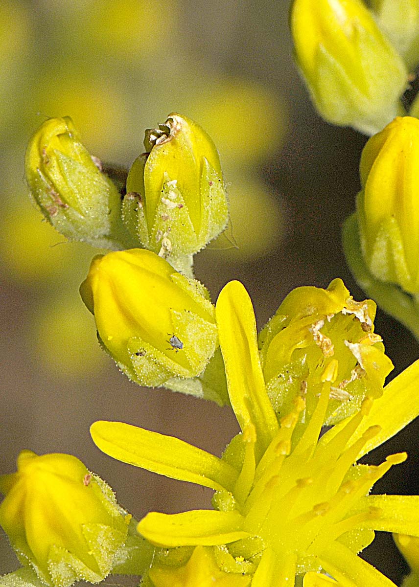 Petrosedum montanum (=Sedum motanum) / Borracina montana