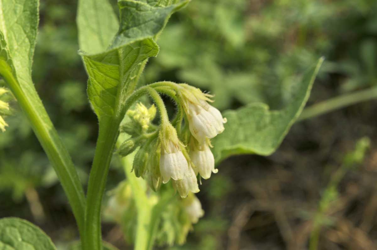 Symphytum officinale / Consolida maggiore