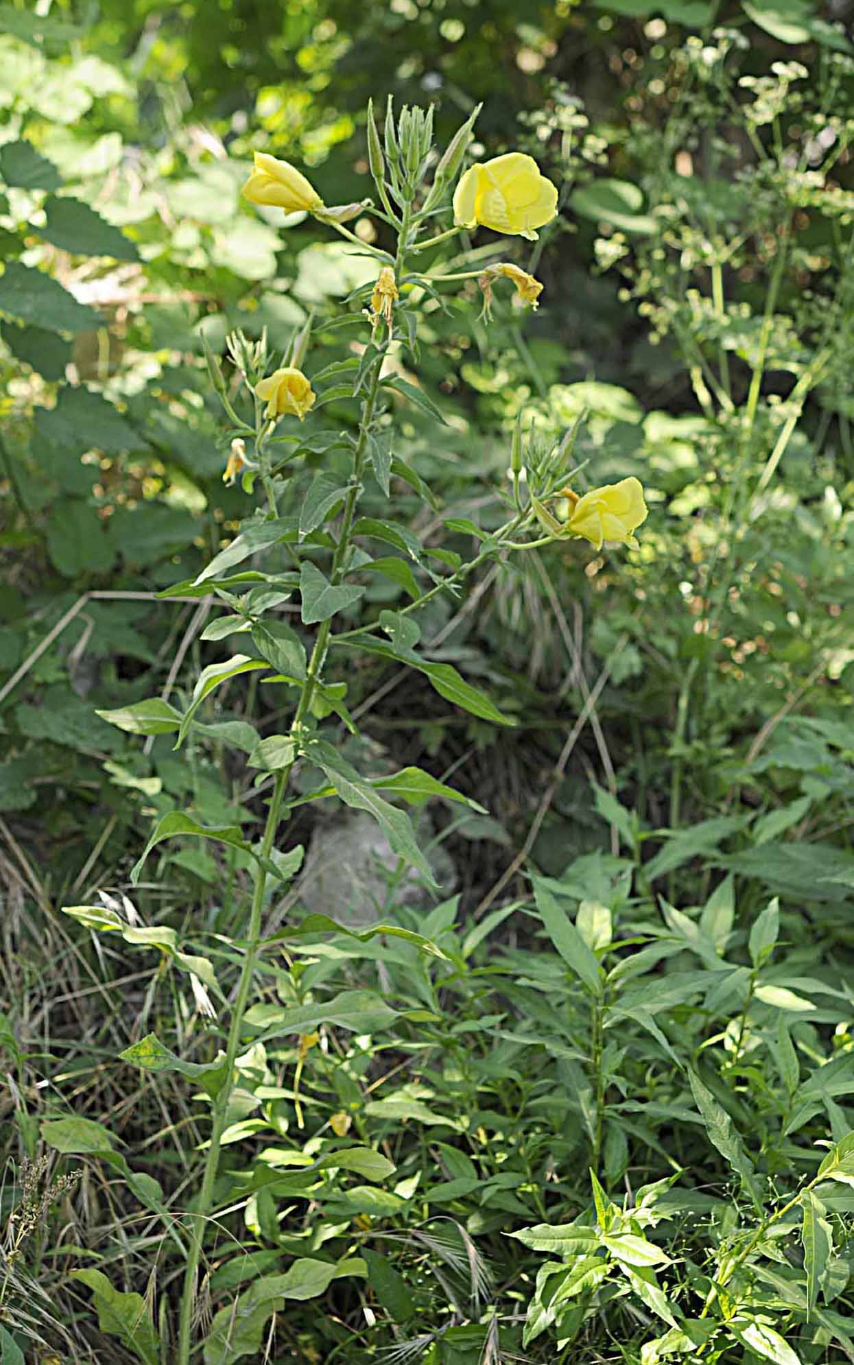 Oenothera glazioviana / Enagra di Lamark