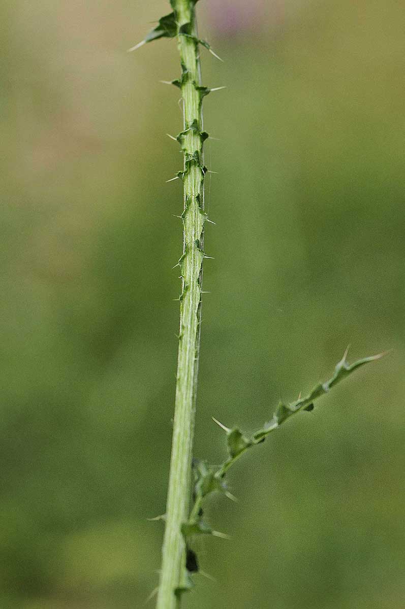 Carduus nutans subsp. leiophyllus (=macrolepis) / Cardo rosso con squame grandi