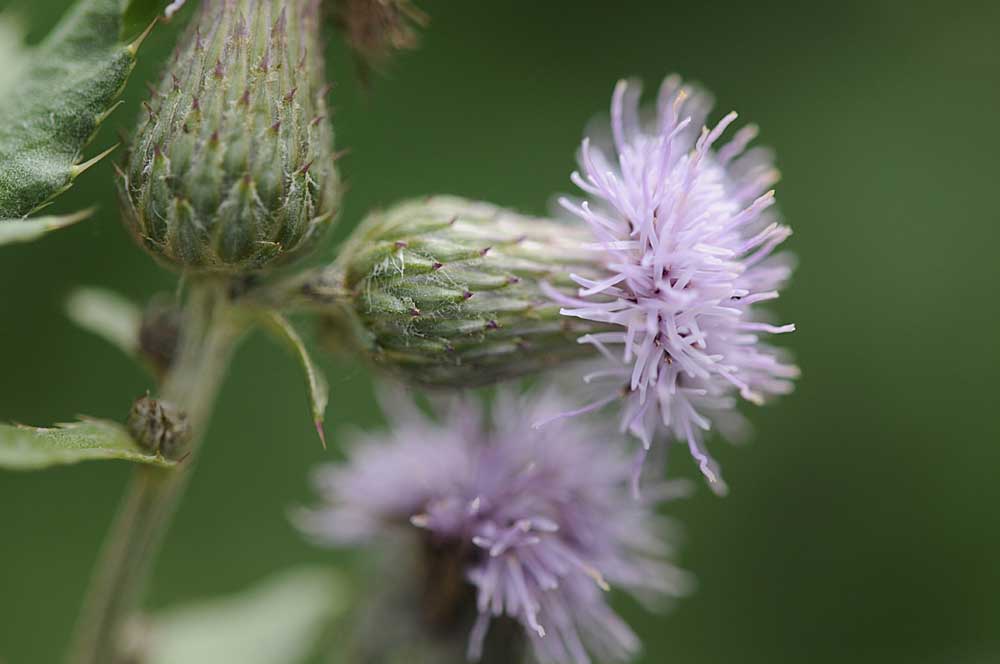 Cirsium arvense