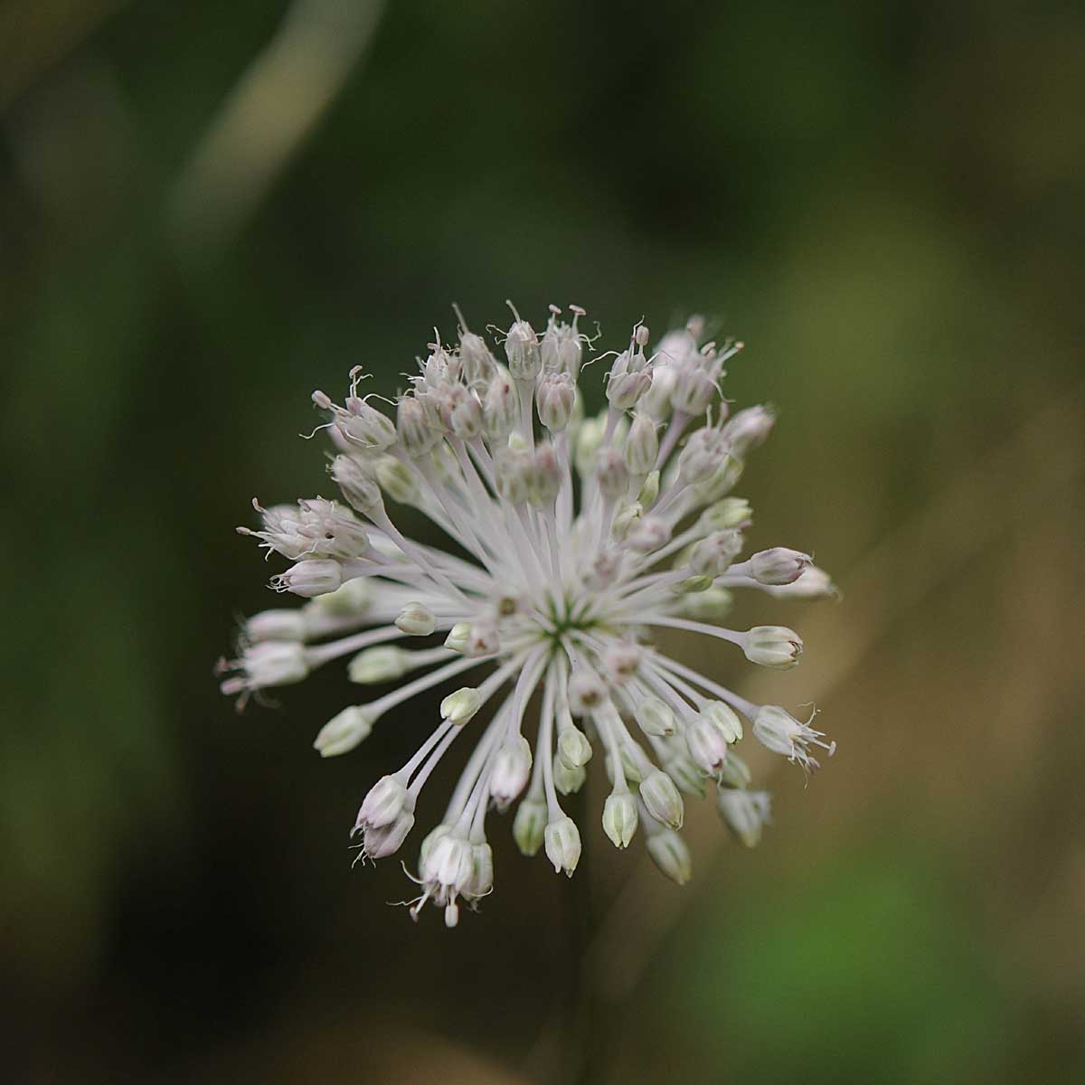 Allium vineale / Aglio delle vigne