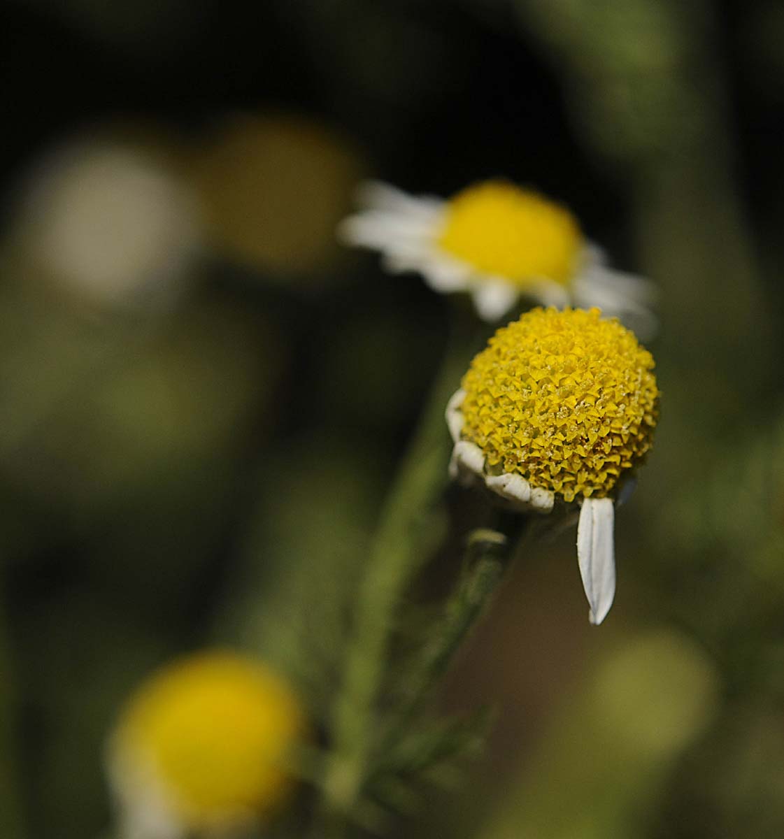 Matricaria chamomilla