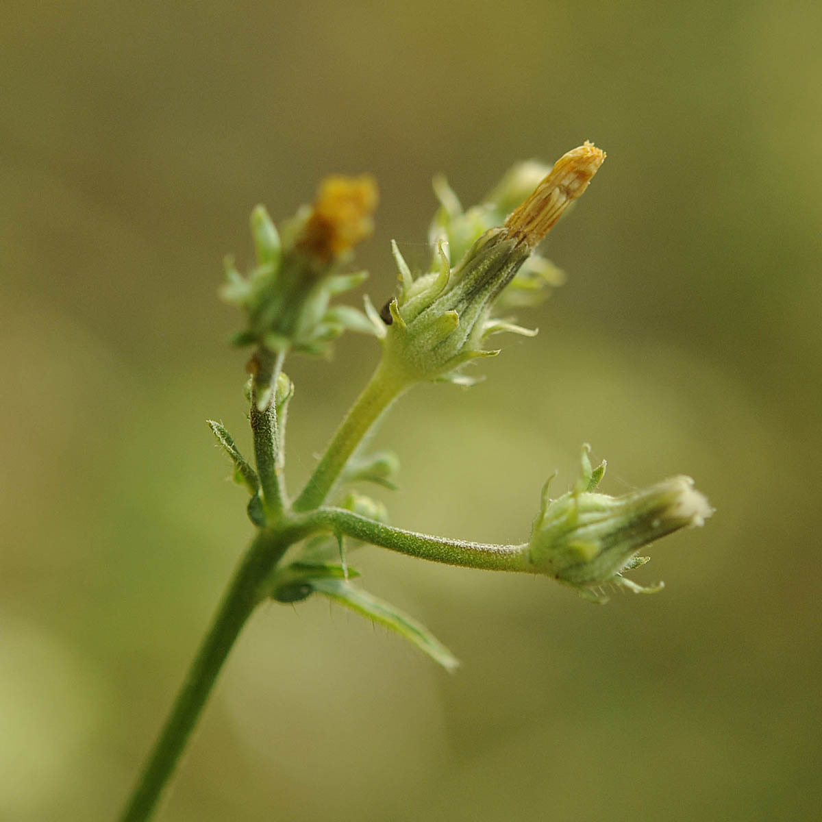 Picris hieracioides