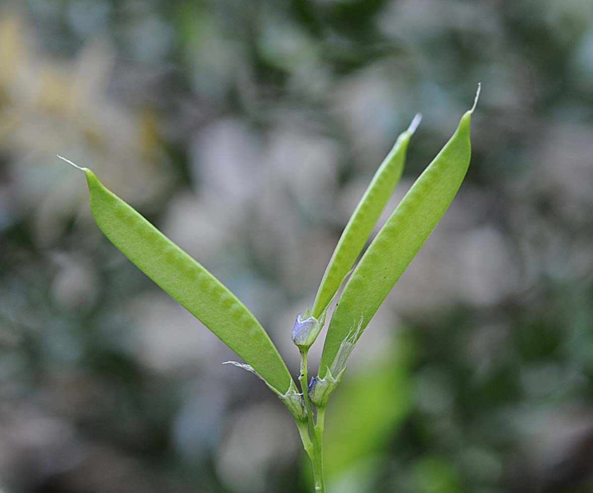 Lathyrus vernus / Cicerchia primaticcia