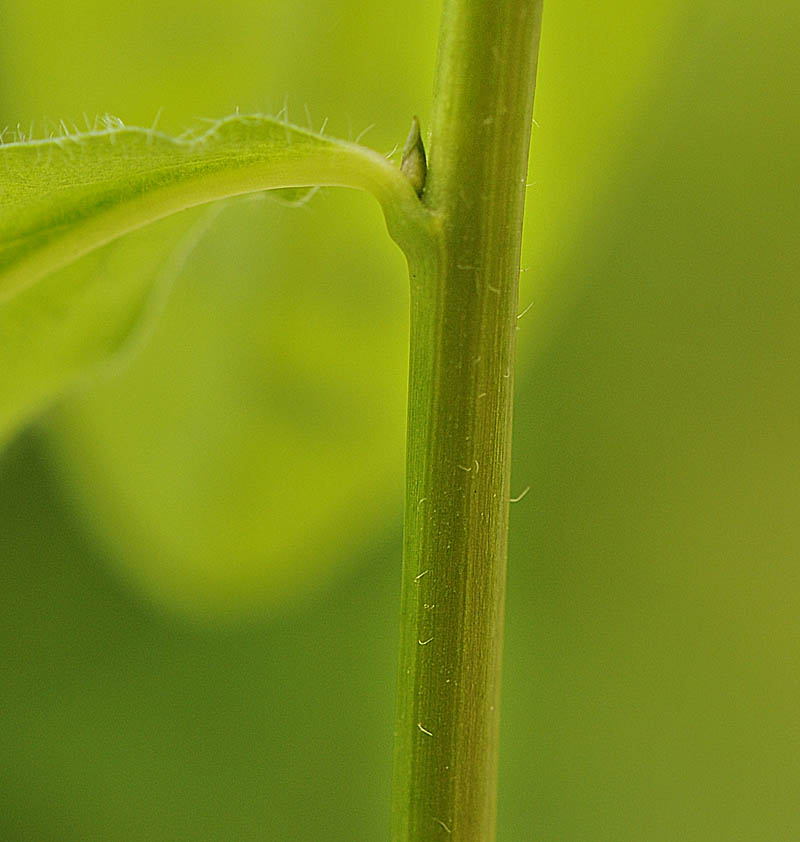 Euphorbia dulcis