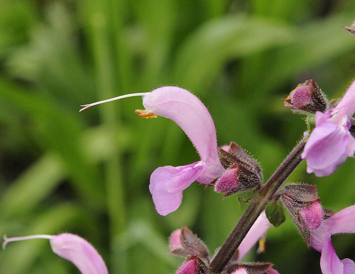 Salvia... rosa - Salvia pratensis L.