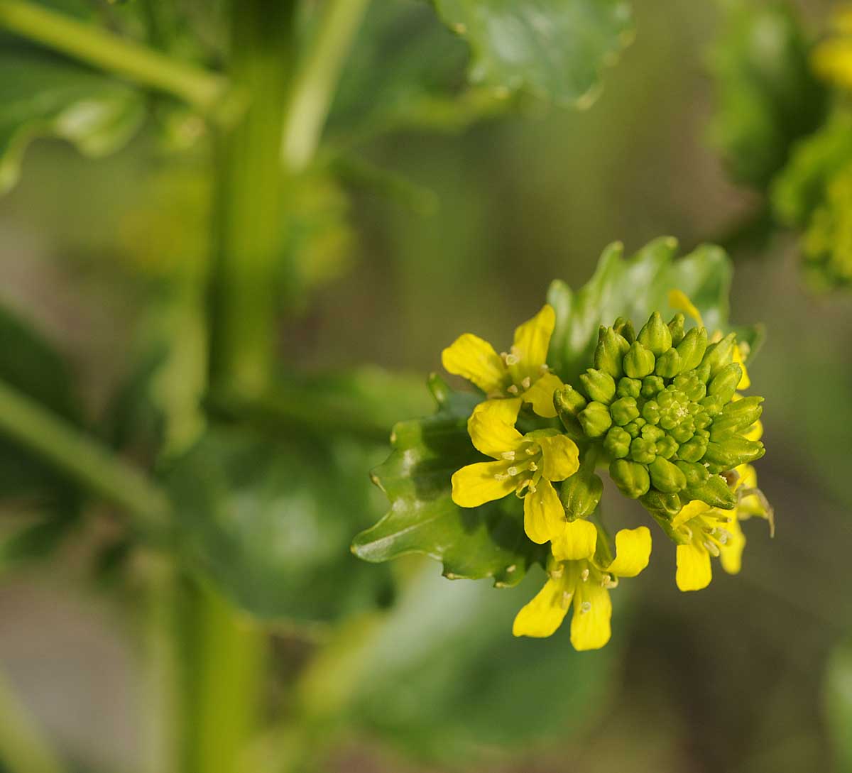 Barbarea vulgaris / Erba di Santa Barbara comune