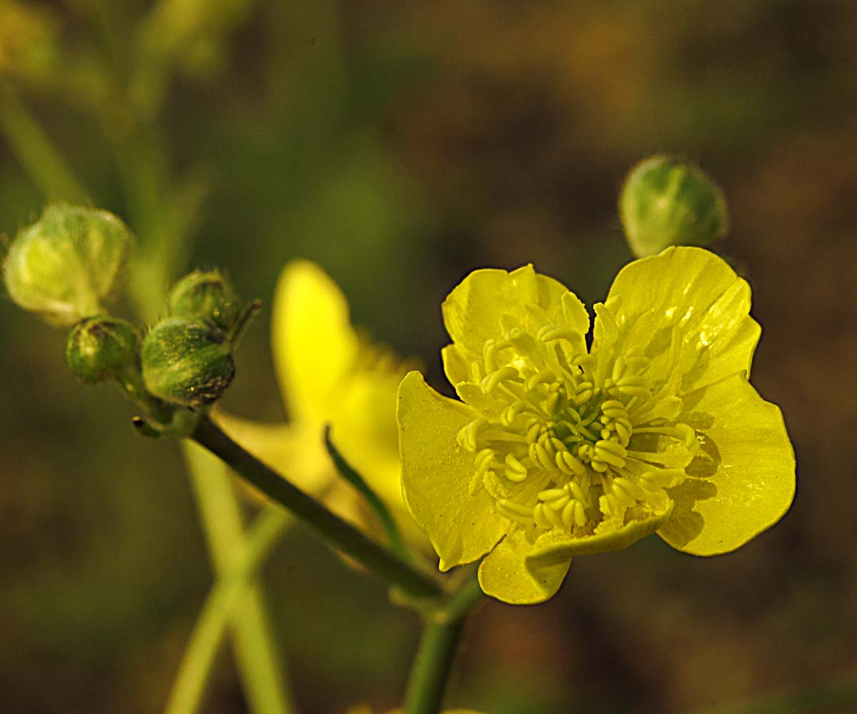 Ranunculus velutinus / Ranuncolo vellutato