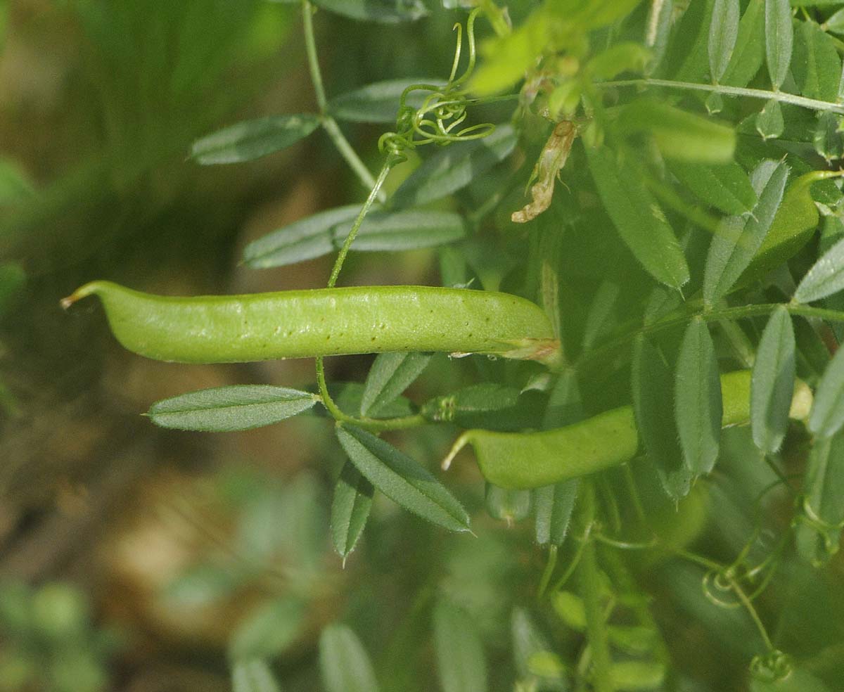 Vicia sativa subsp nigra