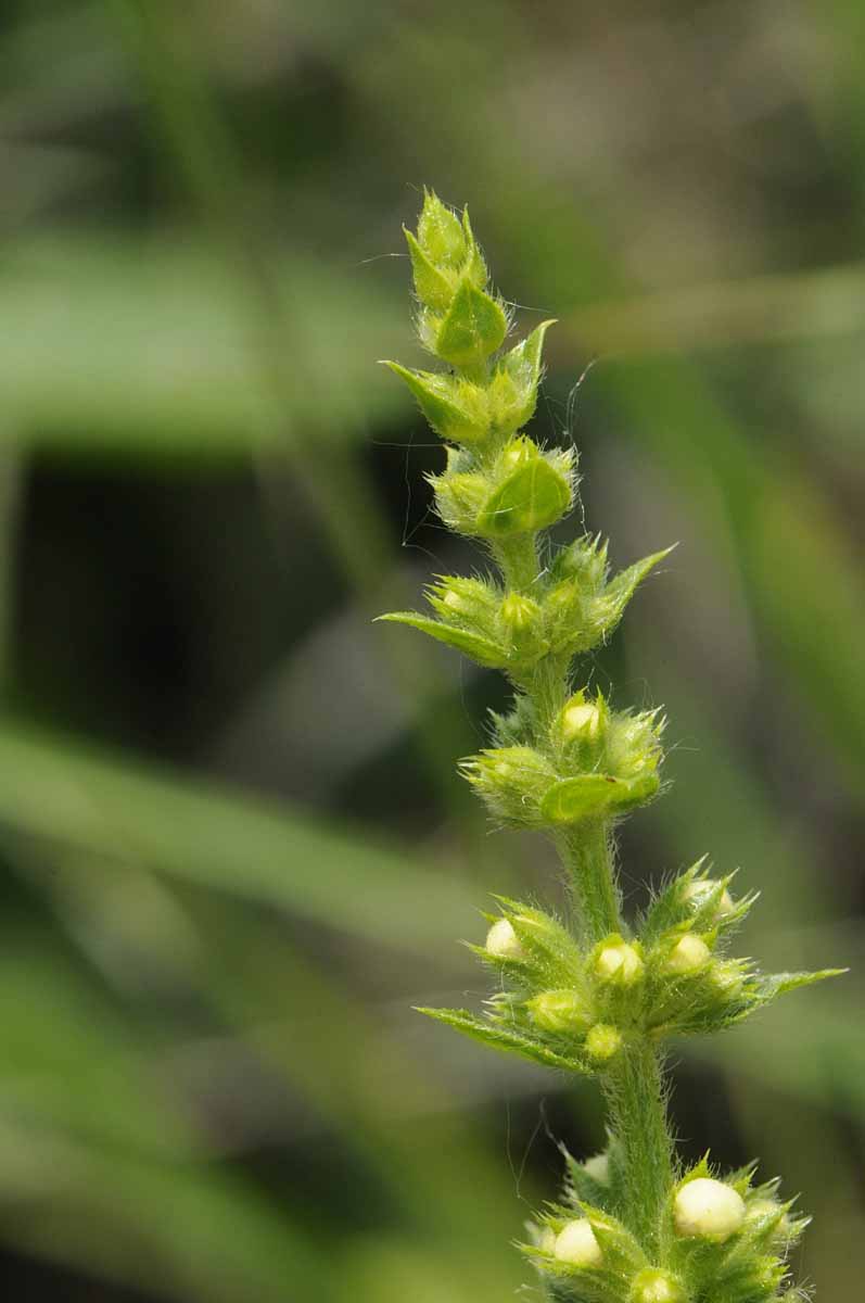 Stachys recta s.l.