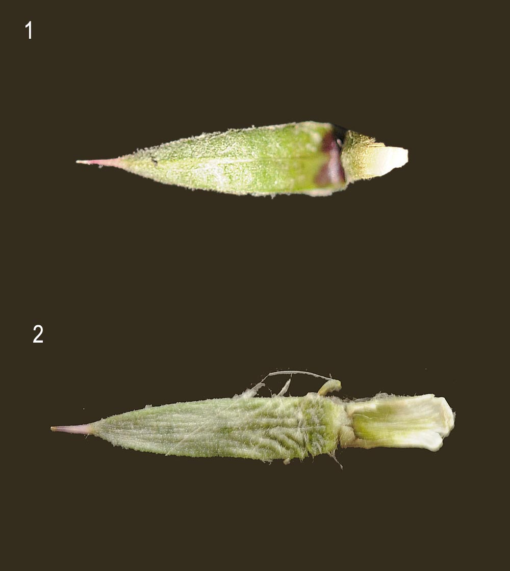 Carduus nutans subsp. leiophyllus (=macrolepis) / Cardo rosso con squame grandi