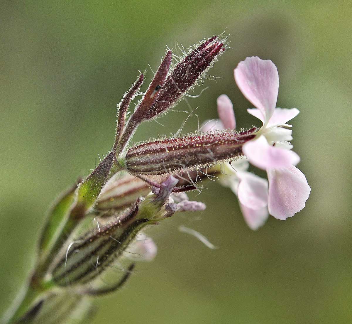 Silene gallica