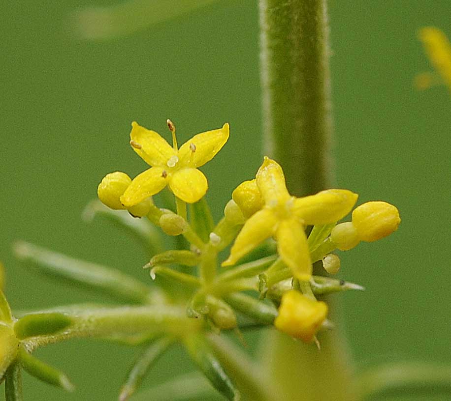 Galium verum?