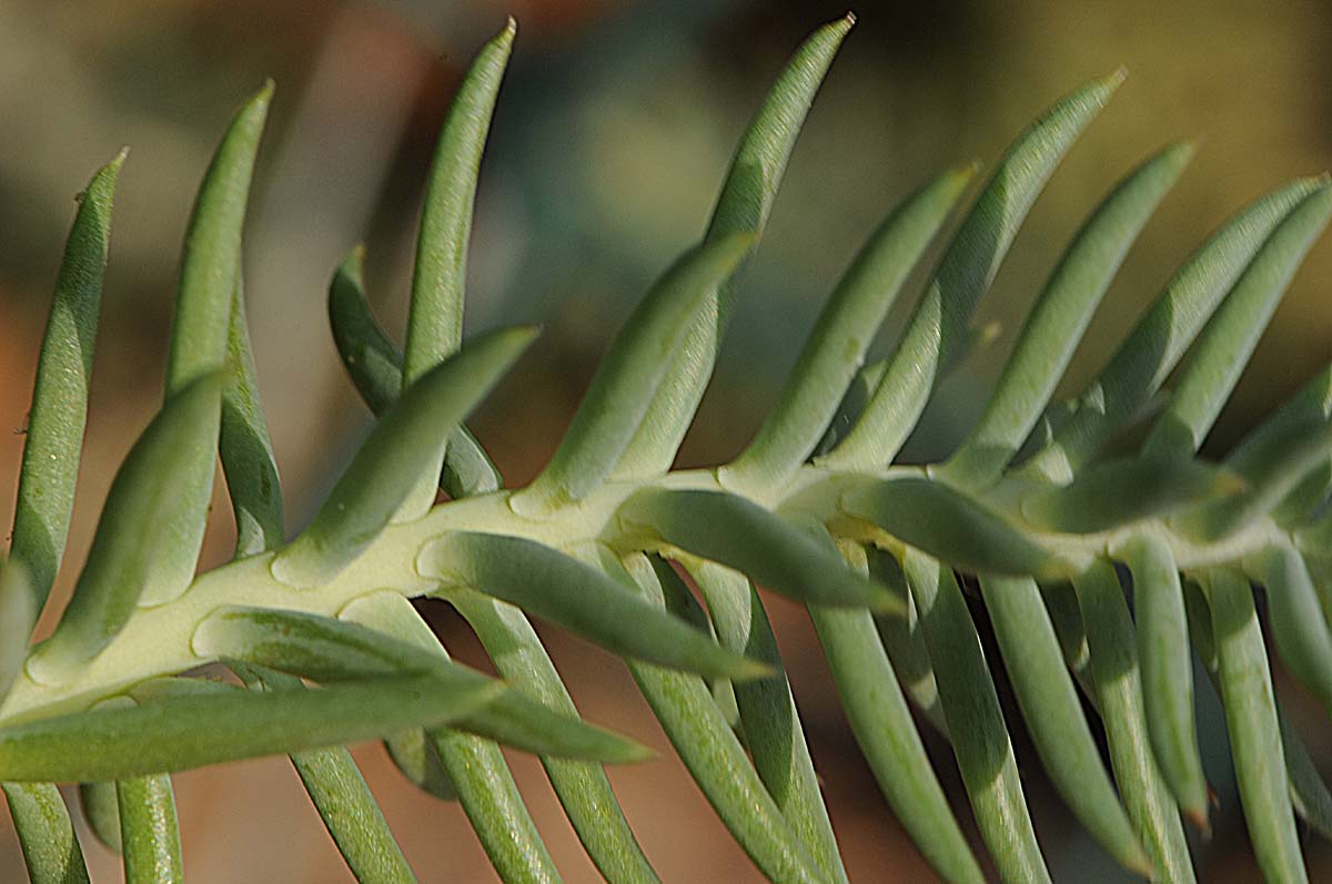 Petrosedum montanum (=Sedum motanum) / Borracina montana