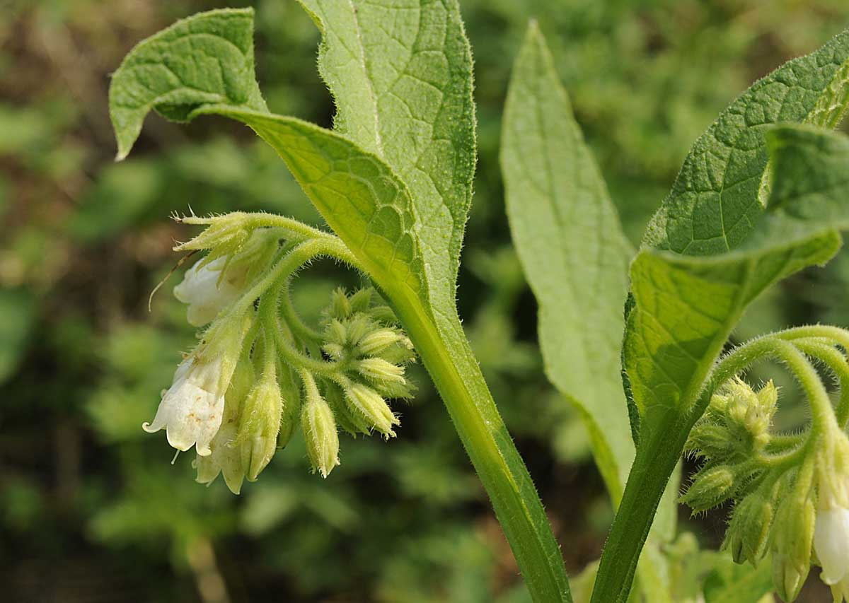 Symphytum officinale / Consolida maggiore