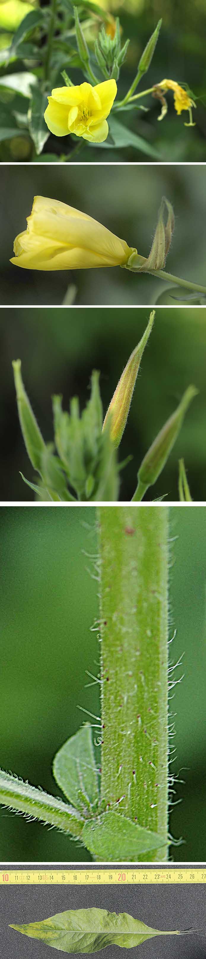 Oenothera glazioviana / Enagra di Lamark