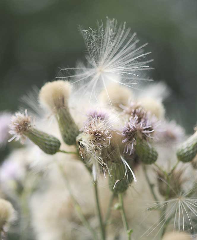 Cirsium arvense