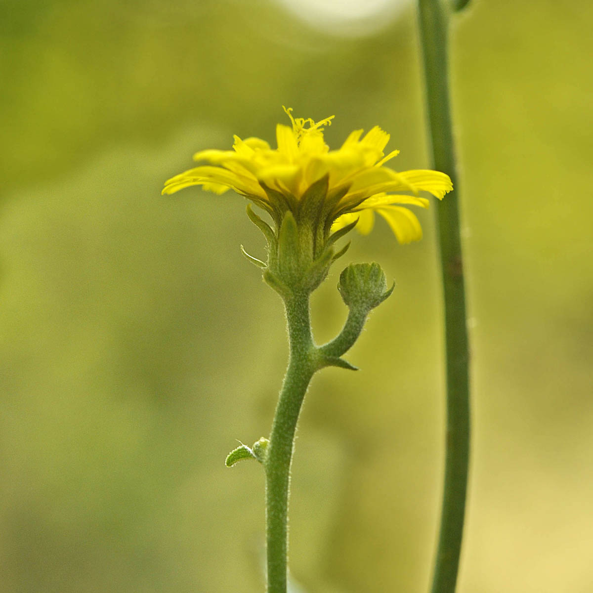 Picris hieracioides