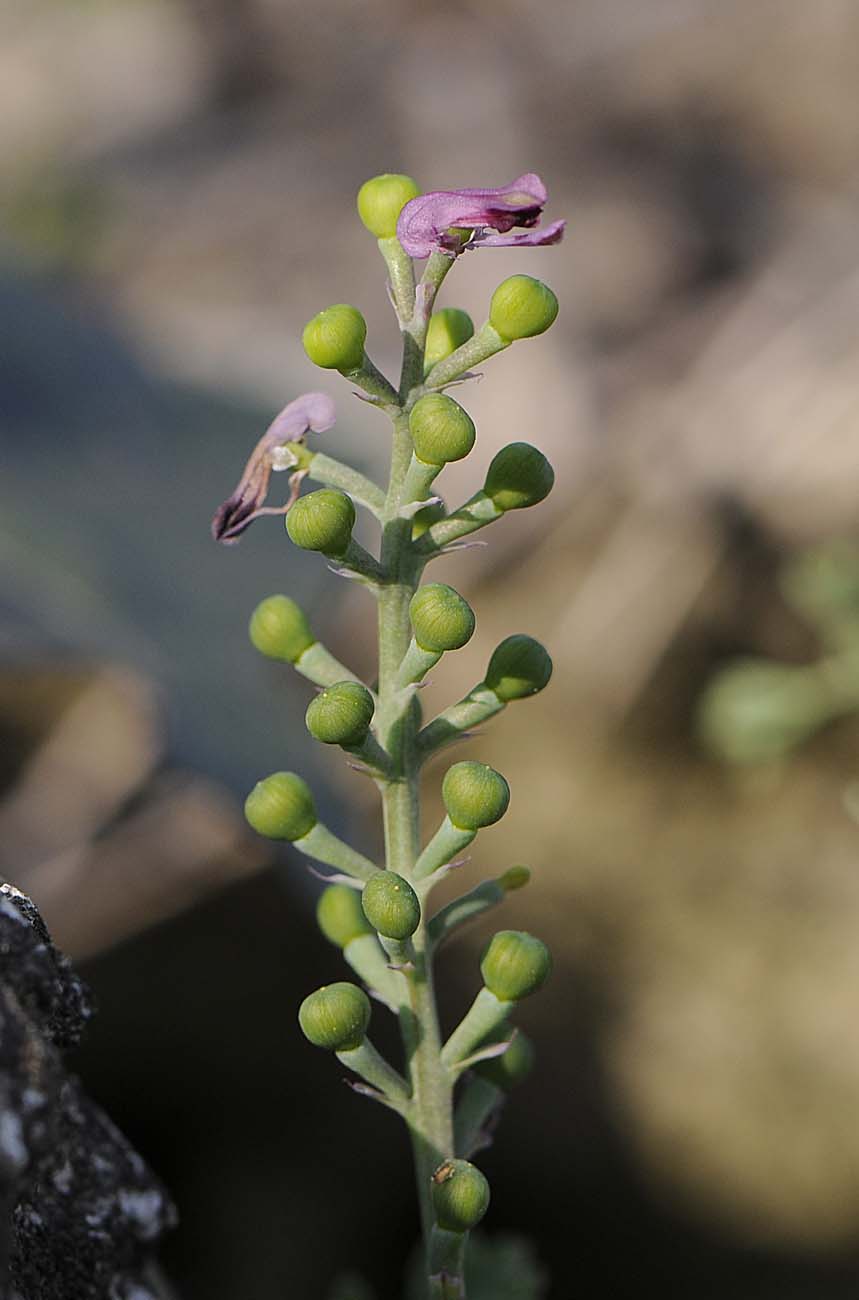 Fumaria officinalis subsp. officinalis / Fumaria comune