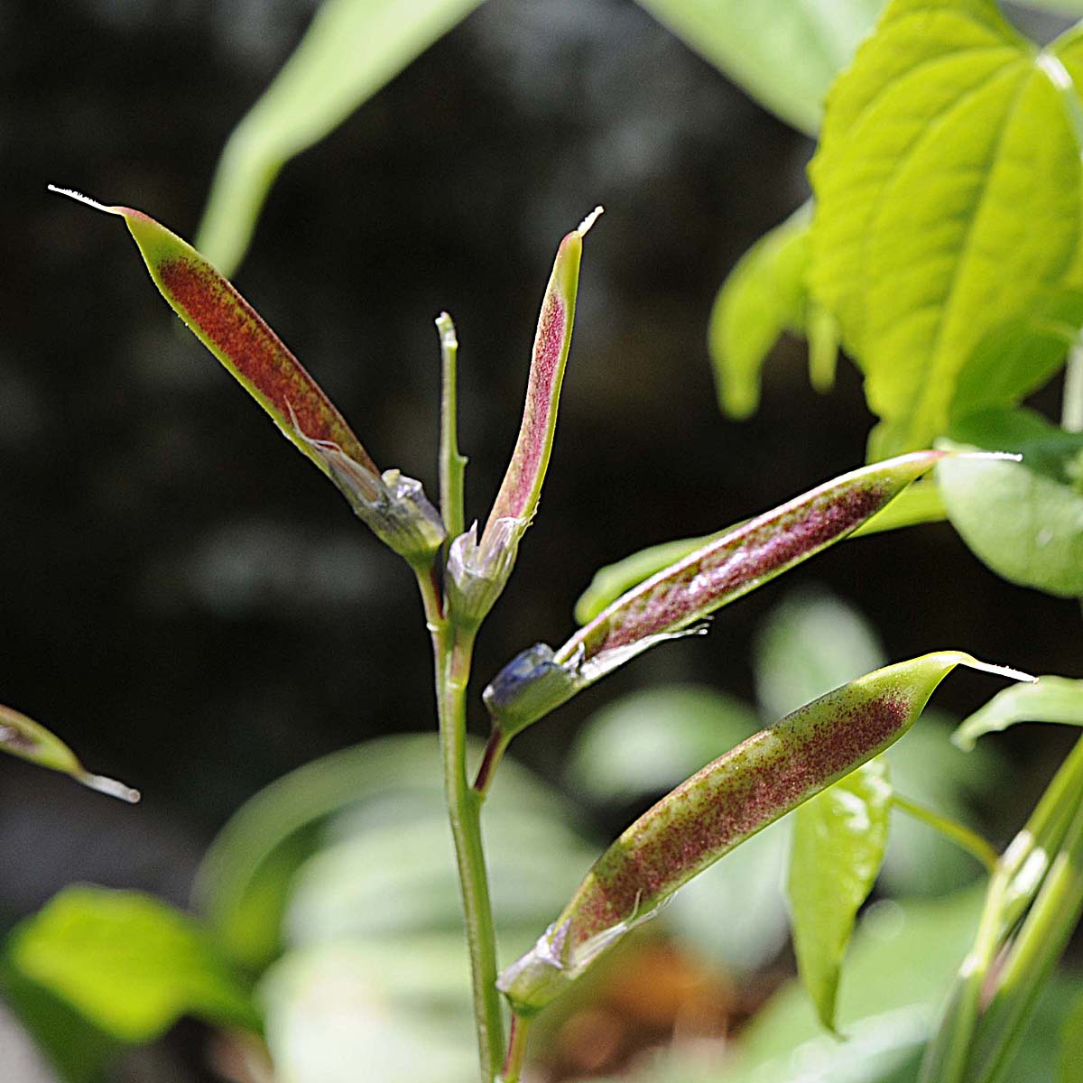 Lathyrus vernus / Cicerchia primaticcia