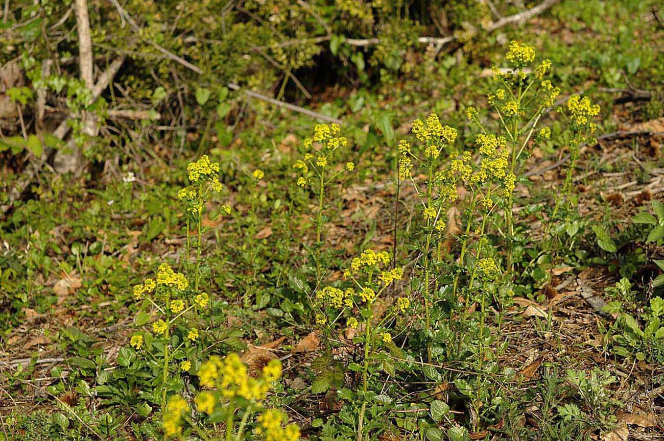 Barbarea vulgaris / Erba di Santa Barbara comune