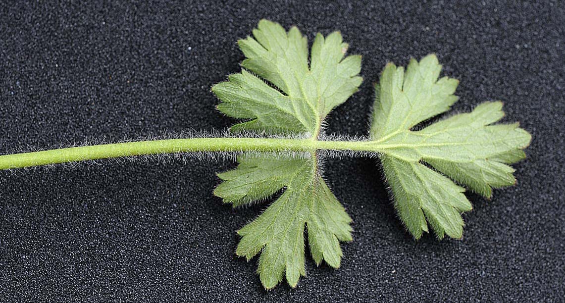 Ranunculus bulbosus / Ranuncolo bulboso