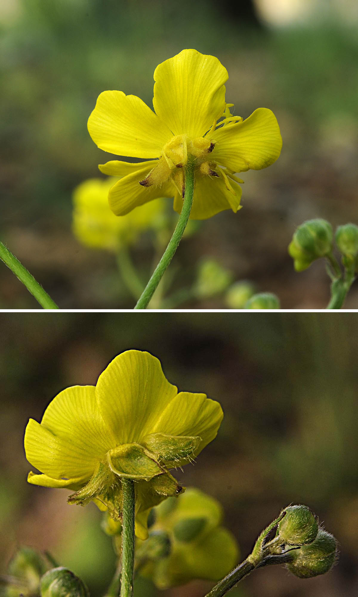 Ranunculus velutinus / Ranuncolo vellutato