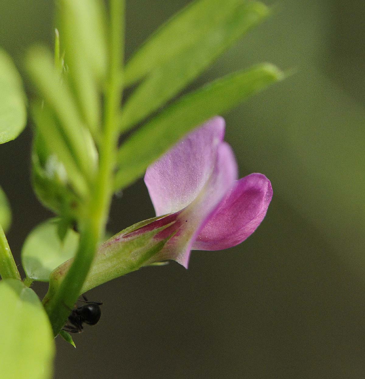 Vicia sativa subsp nigra