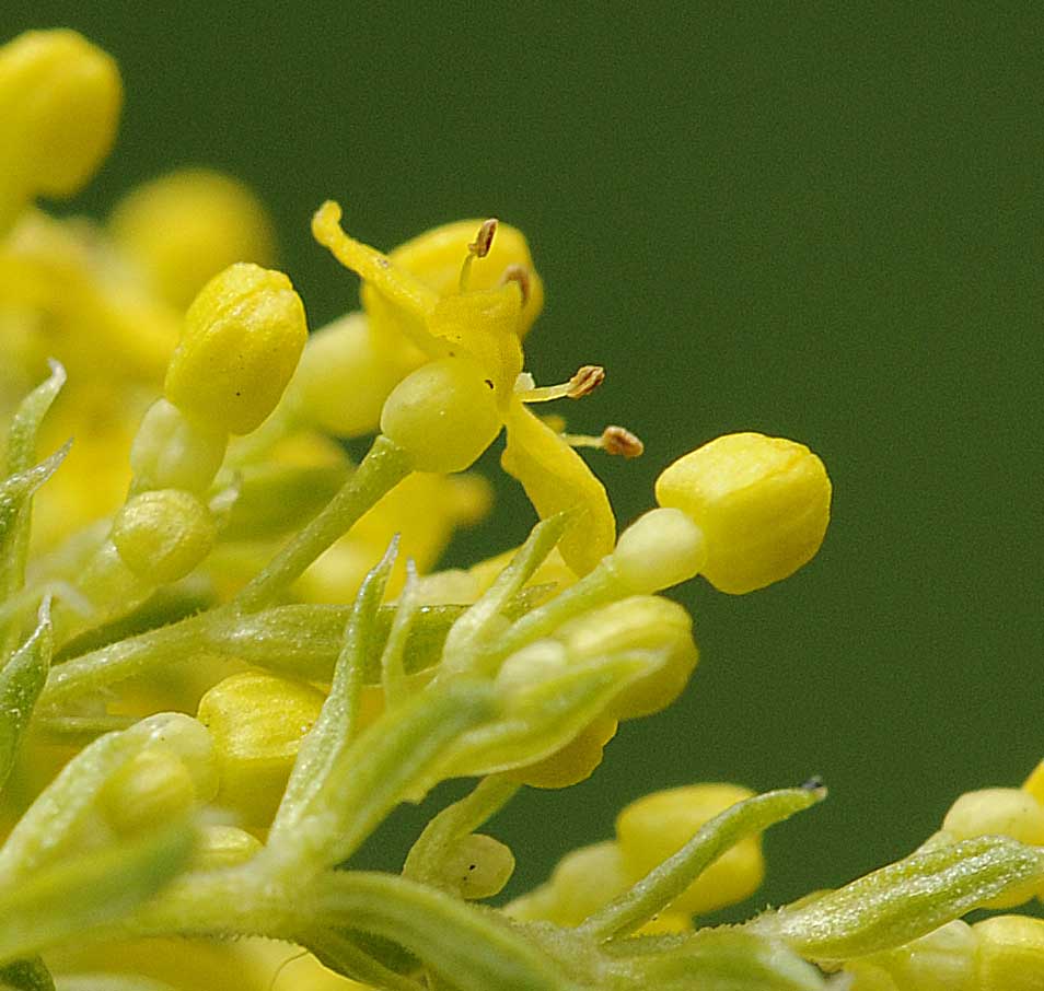 Galium verum?