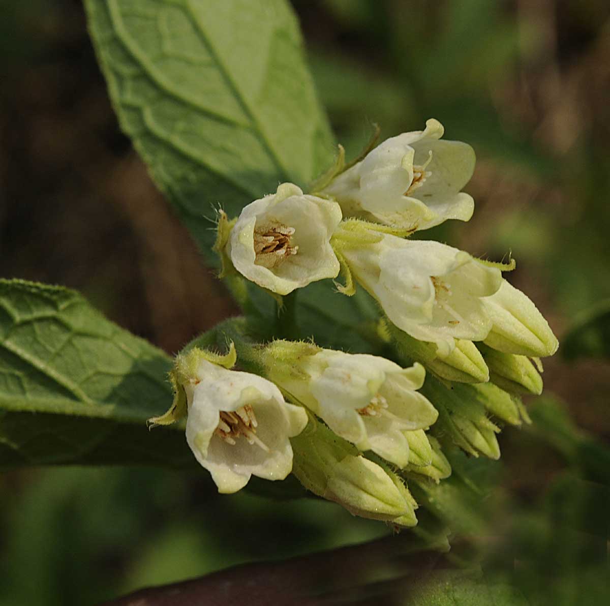 Symphytum officinale / Consolida maggiore