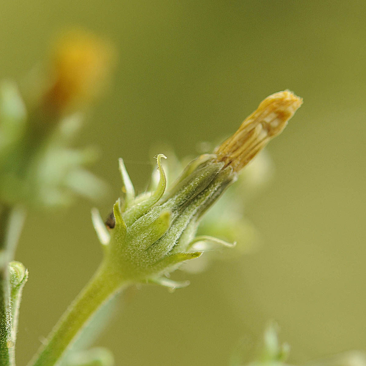 Picris hieracioides