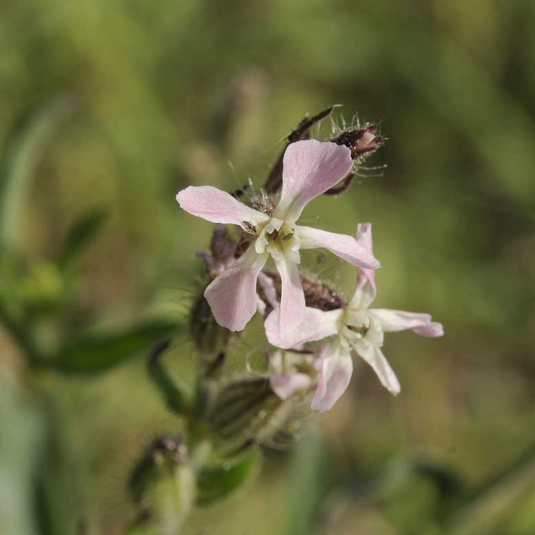 Silene gallica