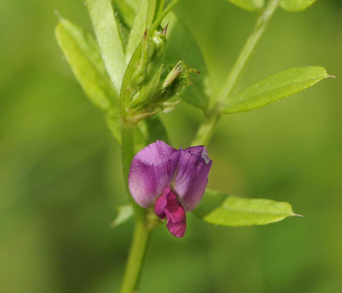 Vicia sativa subsp nigra