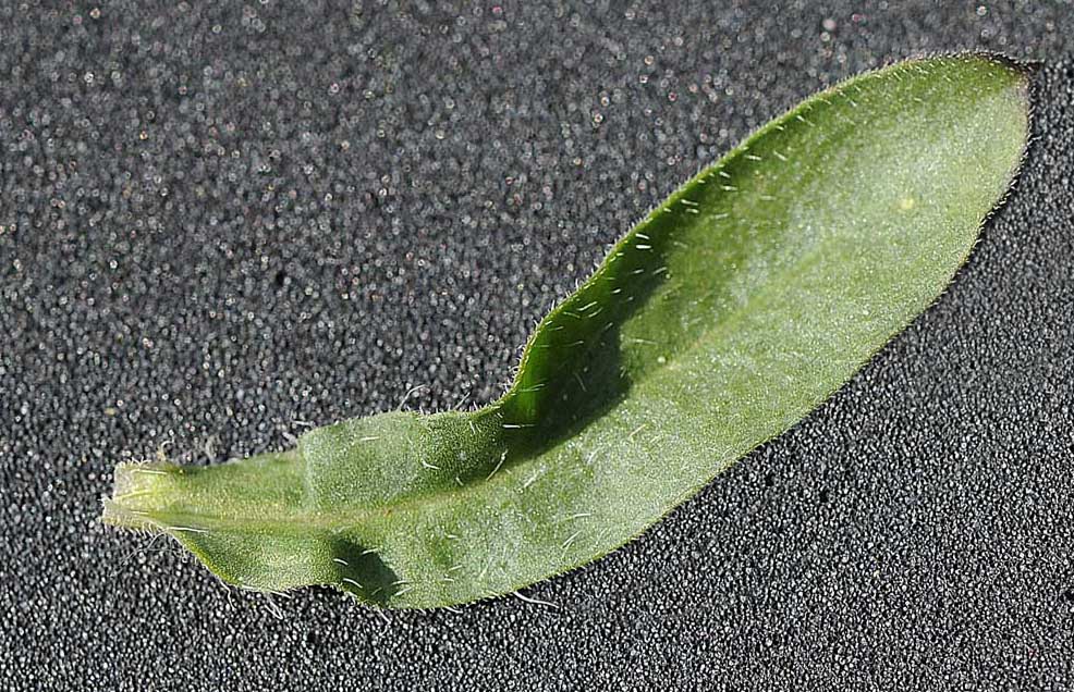 Silene gallica